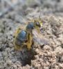 281131 – Photo : Liliane Delattre – France (30)